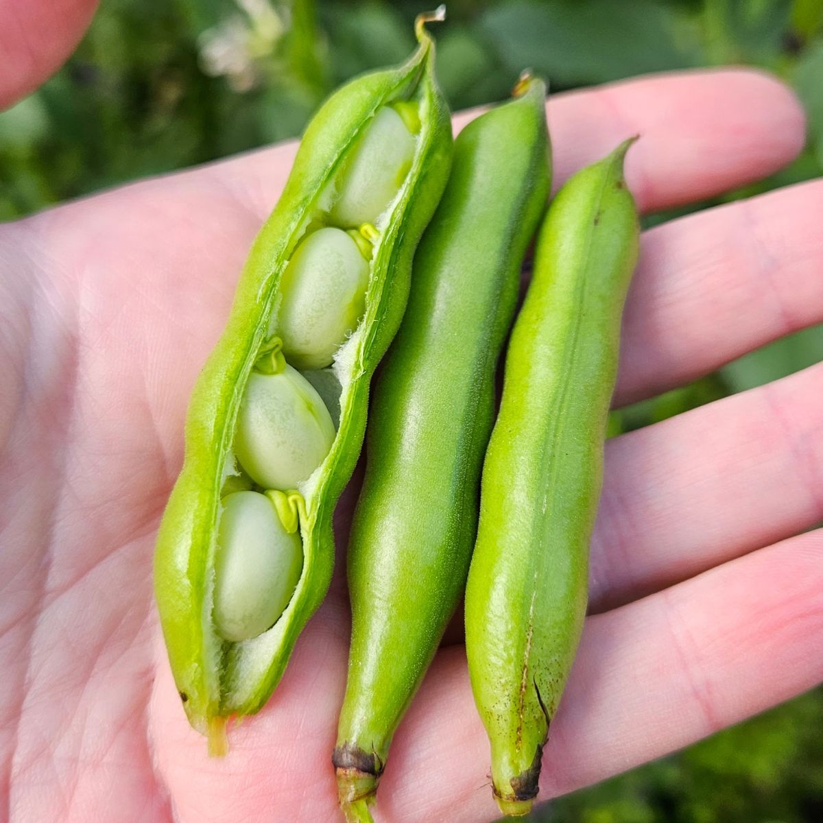 Broad Bean- Egyptian